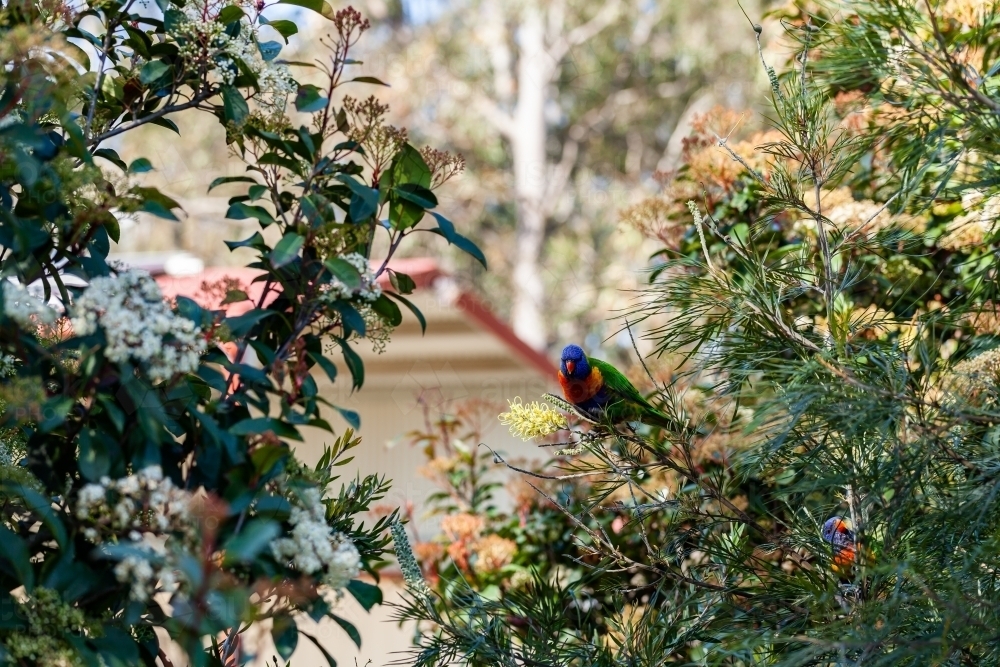 Rainbow lorikeet native bird eating flowers in bush - Australian Stock Image