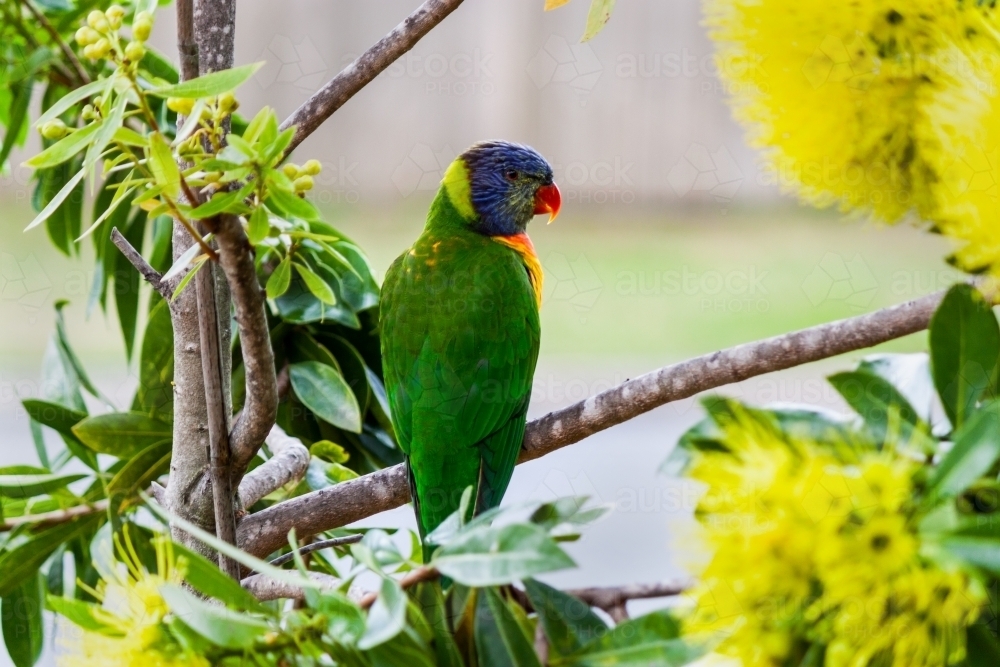 Rainbow lorikeet (Trichoglossus moluccanus) Australian native parrot sitting in grevillea tree - Australian Stock Image