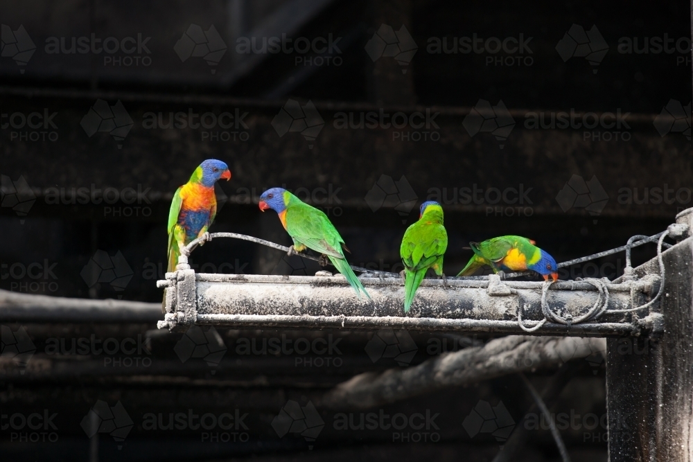 Rainbow Lorikeets feeding on sugar at a regional refinery - Australian Stock Image