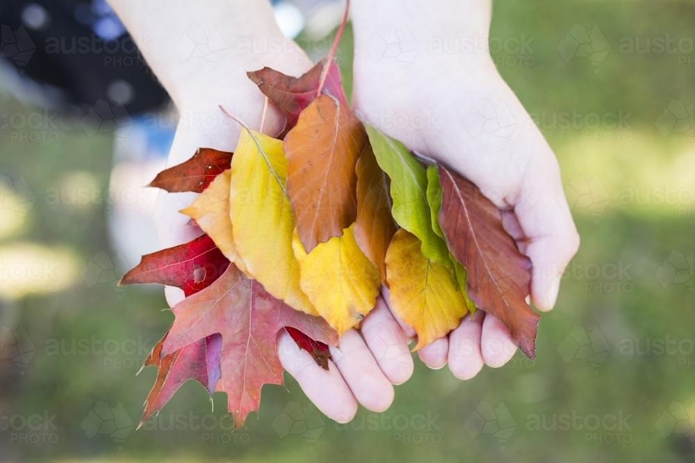 Rainbow of Autumn leaves in child's hands - Australian Stock Image