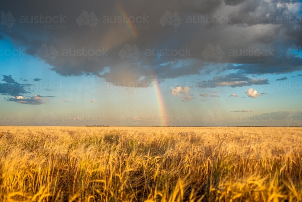 Rainbow over Barley Crop - Australian Stock Image