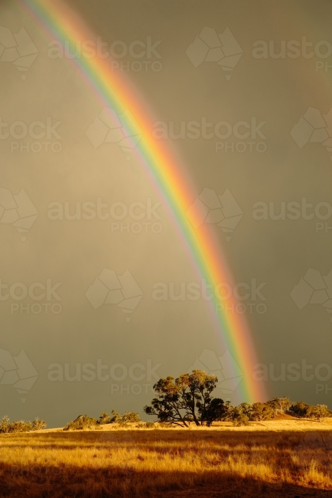 Rainbow over golden paddock - Australian Stock Image