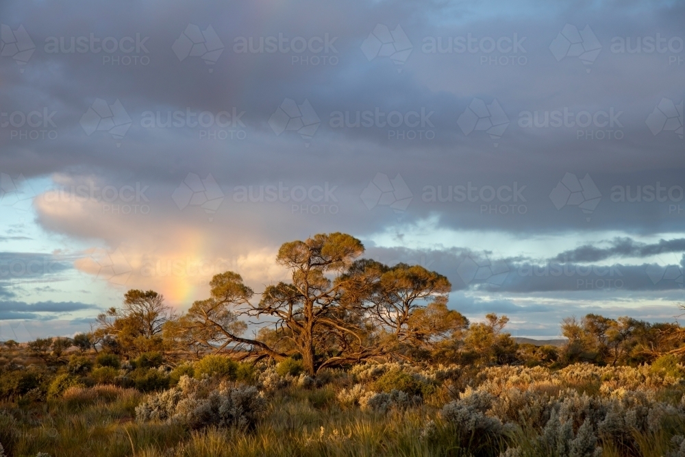 rainbow over tree in arid bushland - Australian Stock Image