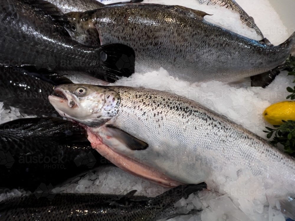 Rainbow Trout, displayed on ice. - Australian Stock Image