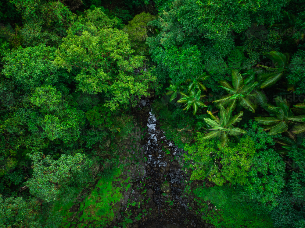 Rainforest and waterfall - Australian Stock Image