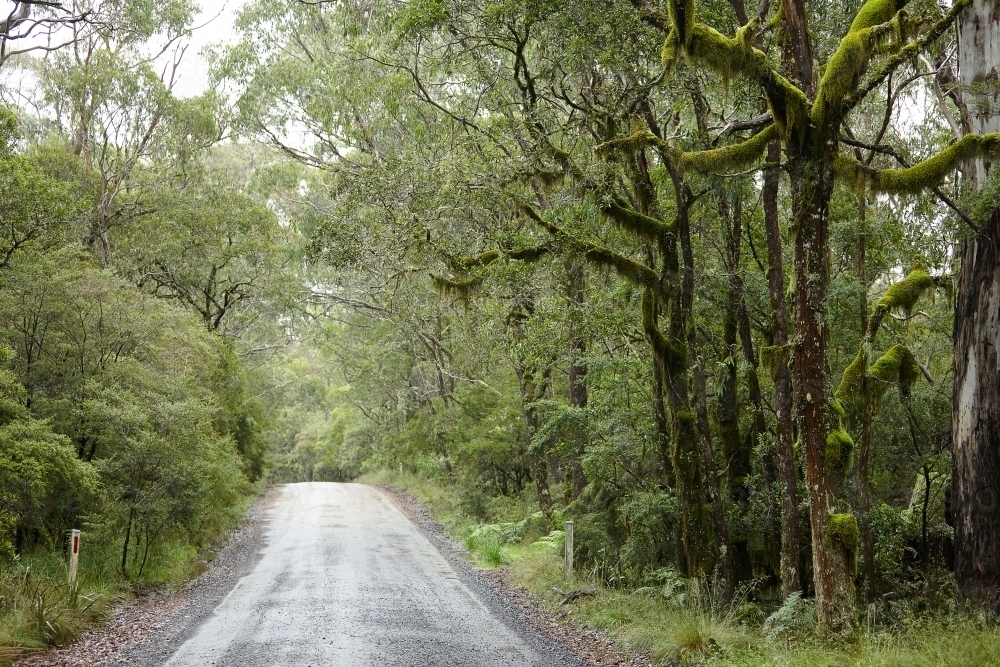 Rainforest with an empty foggy road - Australian Stock Image