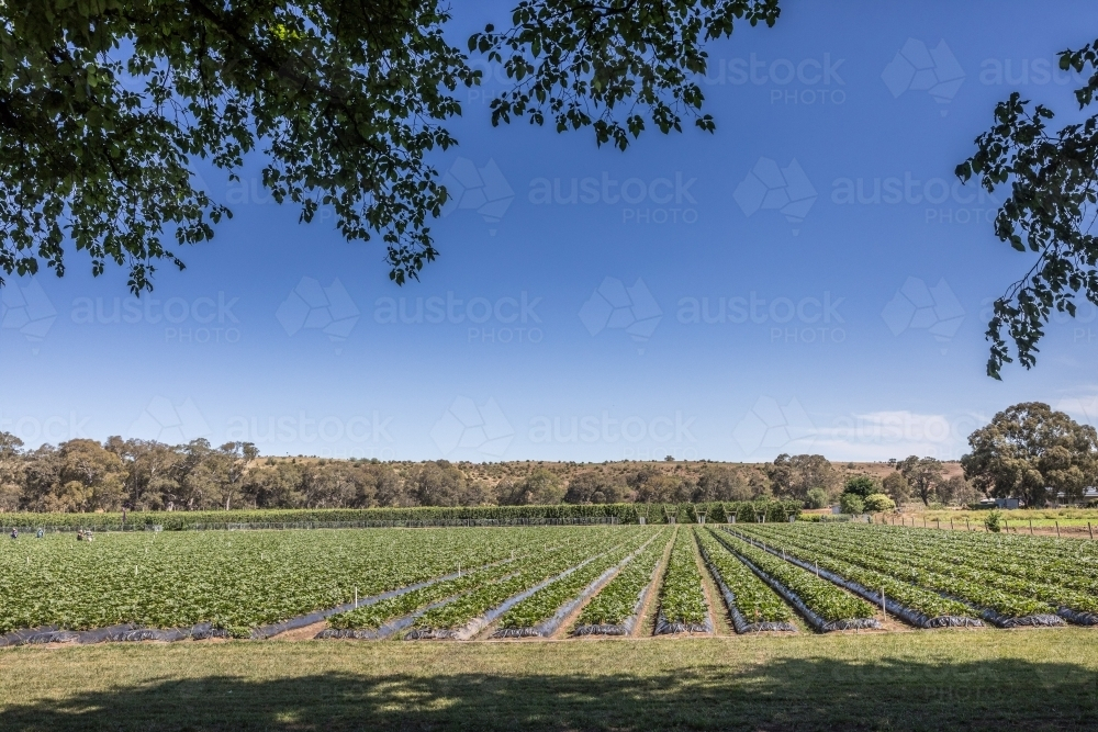 Raised rows with growing crops under the clear blue sky. - Australian Stock Image