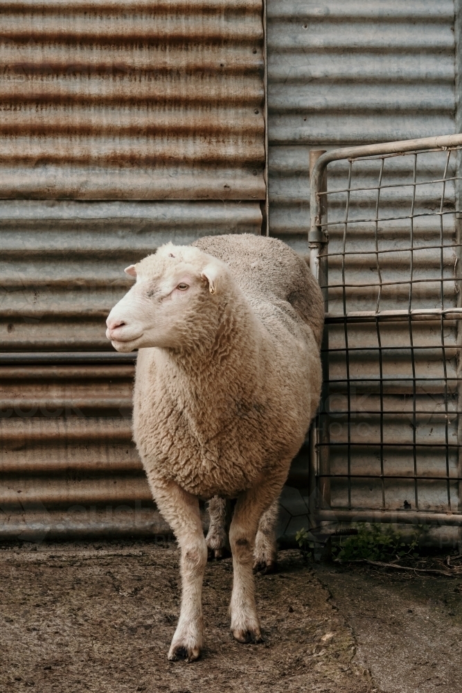 Ram stands outside shearing shed. - Australian Stock Image