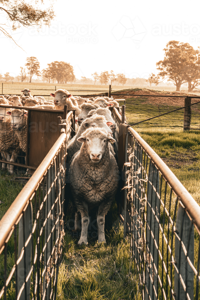 Rams lined up in race - Australian Stock Image