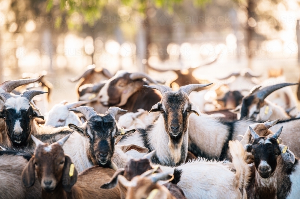 Rangeland bucks in the yards - Australian Stock Image