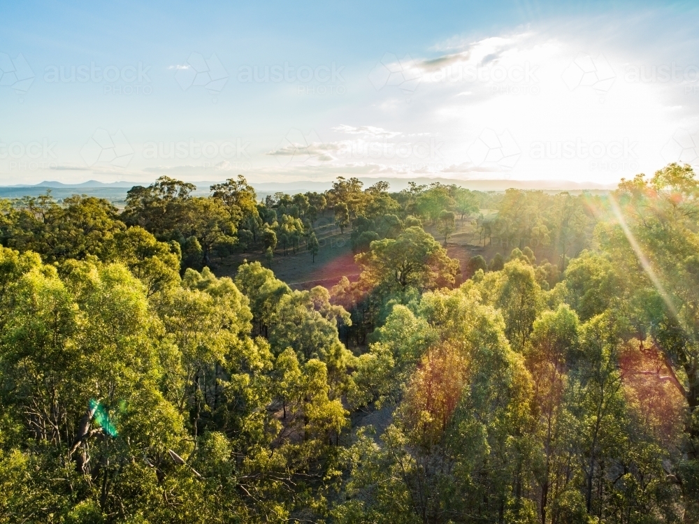 Rays of late australian sunlight on gum tree tops - Australian Stock Image