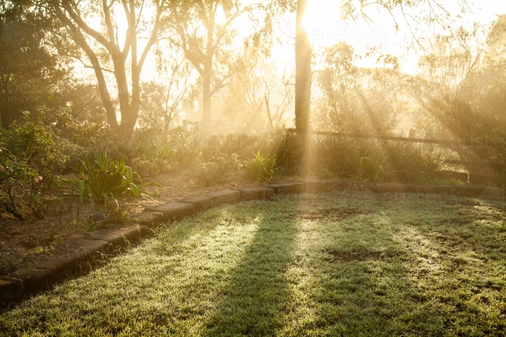 Rays of morning sunlight shining through branches of gum tree in garden - Australian Stock Image
