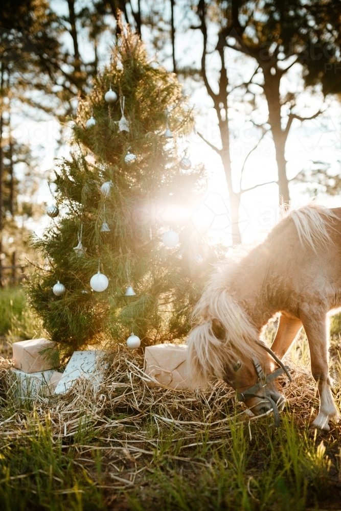 Real decorated Christmas tree outdoors in a rural paddock - Australian Stock Image