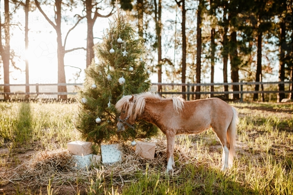 Real decorated Christmas tree outdoors in a rural paddock - Australian Stock Image