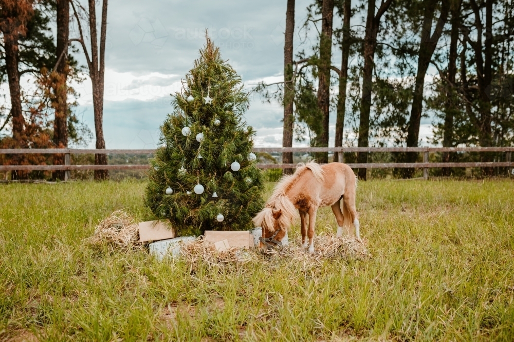 Real decorated Christmas tree outdoors in a rural paddock - Australian Stock Image