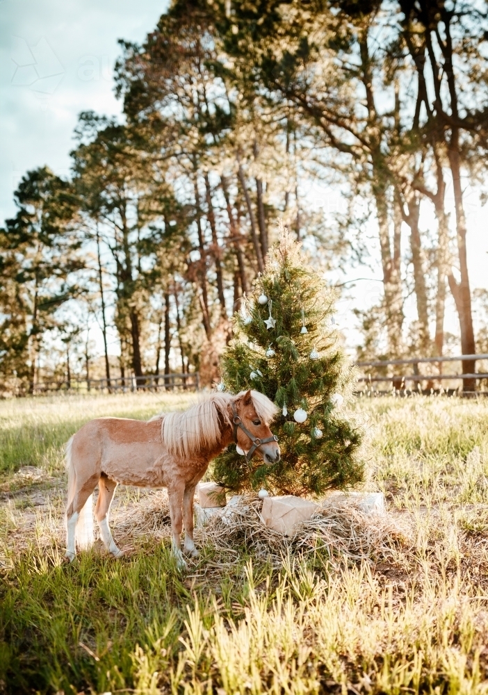 Real decorated Christmas tree outdoors in a rural paddock - Australian Stock Image