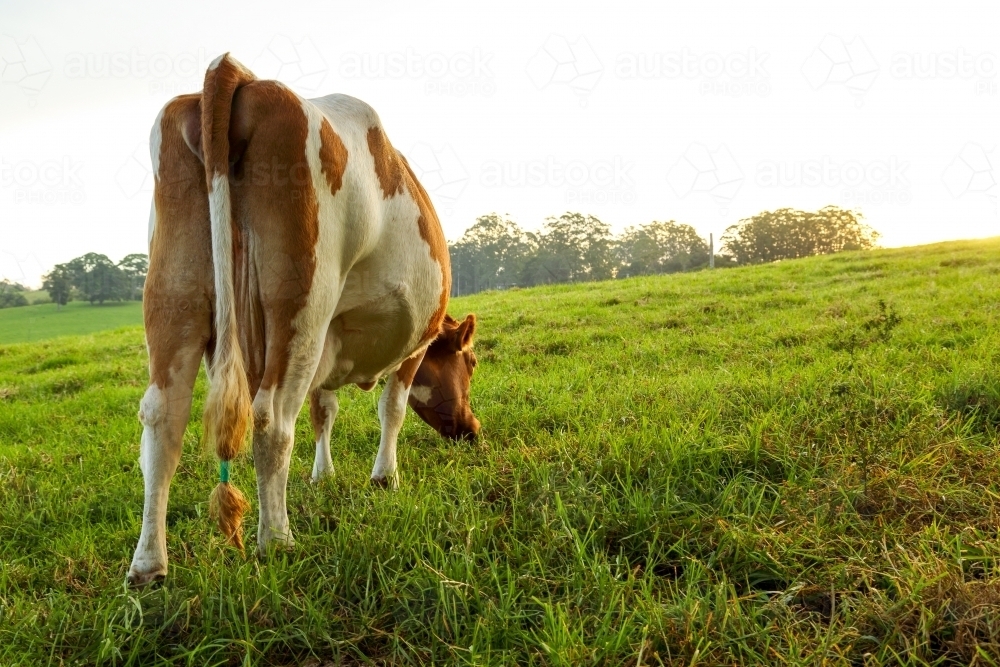 Rear view of a Guernsey dairy cow grazing in a lush paddock - Australian Stock Image