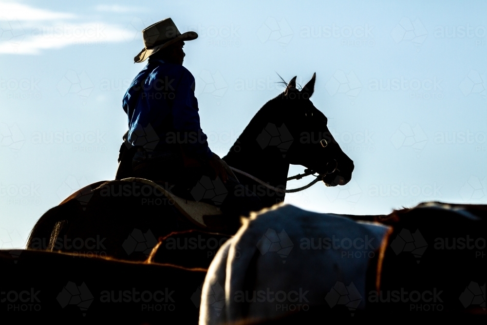 Rear view of an aboriginal stockman mustering a mob of cattle. - Australian Stock Image