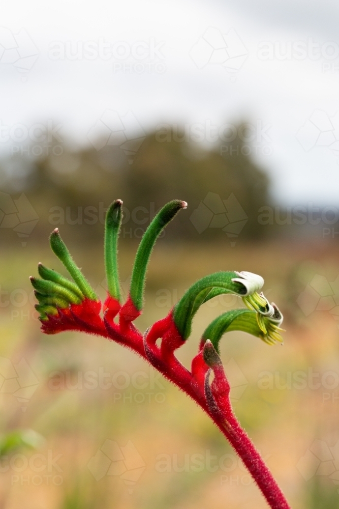 Red and green kangaroo paw flower - Australian Stock Image