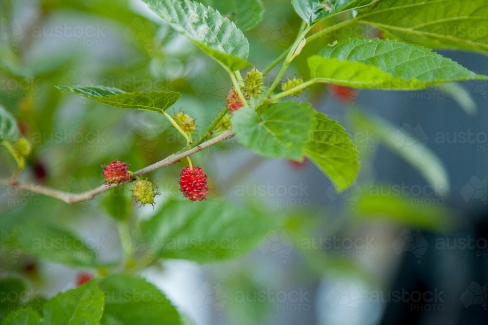 Red and green mulberries on a young mulberry bush - Australian Stock Image