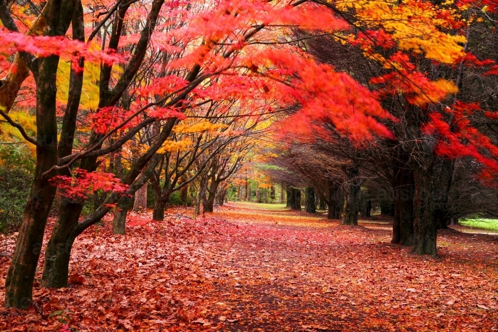 Red and yellow autumn leaves blowing in the breeze at Mount Wilson in the Blue Mountains - Australian Stock Image