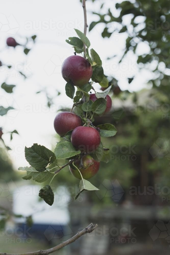 Red apples hanging from tree - Australian Stock Image