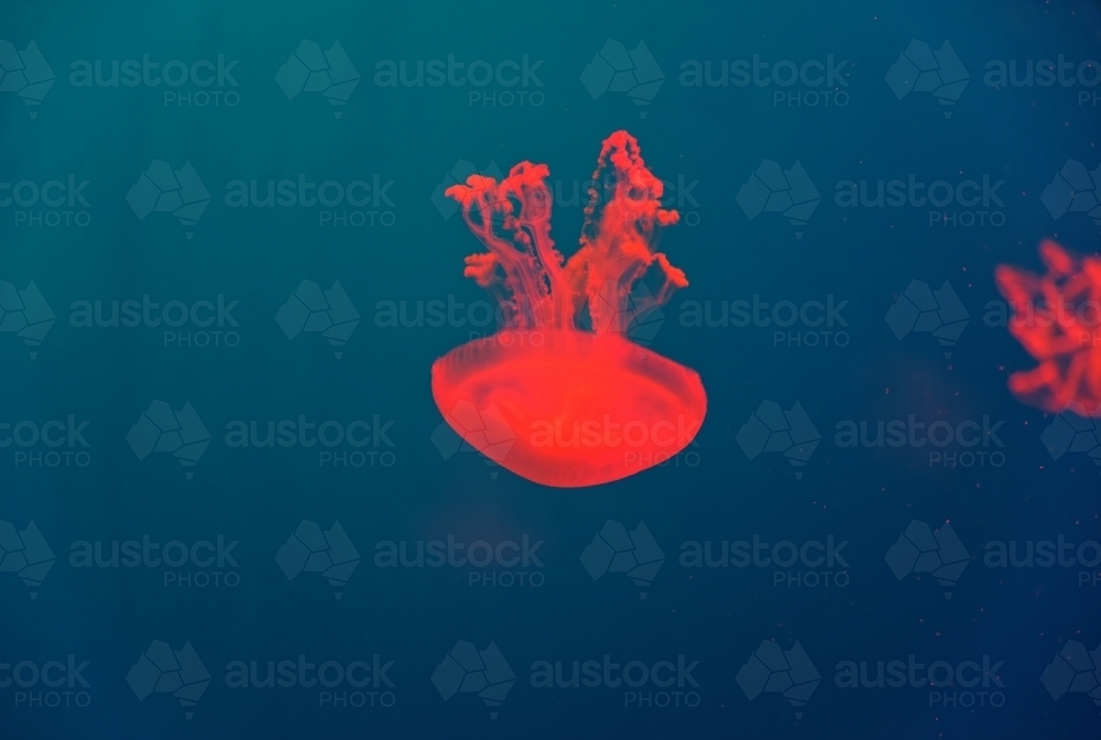 Red Aurelia aurita jellyfish floating in the blue water - Australian Stock Image