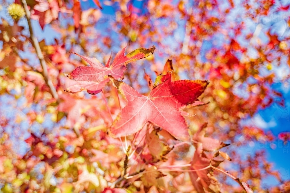 Red autumn leaves on a cool winter morning. - Australian Stock Image