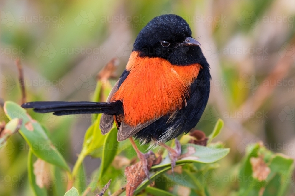 Red-backed Fairy Wrens - Australian Stock Image