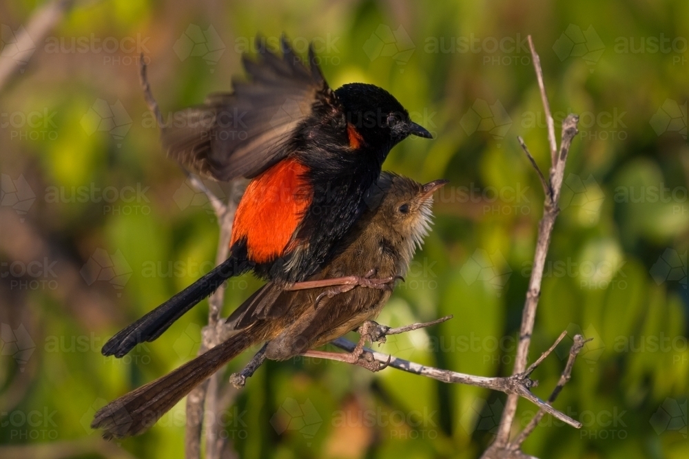 Red-backed Fairy Wrens - Australian Stock Image