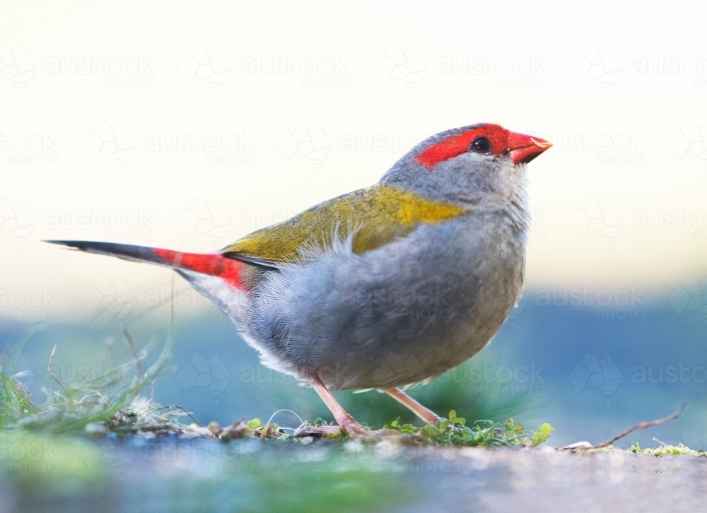 Red browed finch looking up close up. - Australian Stock Image