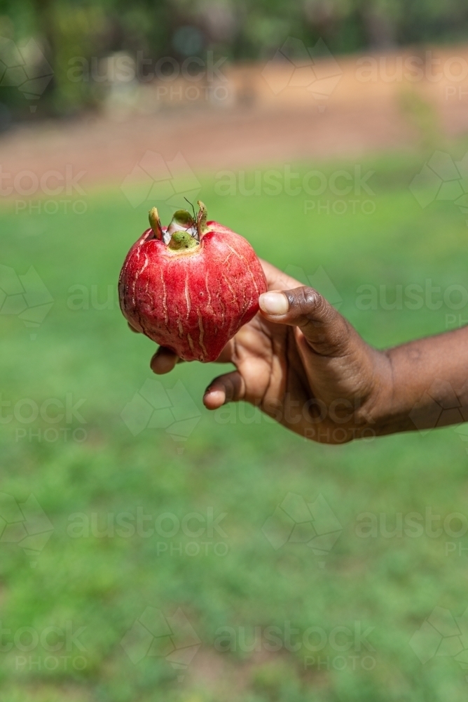 Red Bush Apple held by aboriginal child - Australian Stock Image