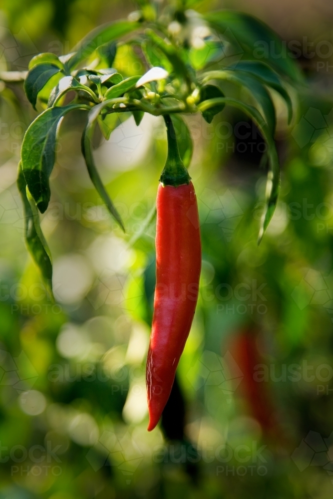 Red chili growing on a plant - Australian Stock Image