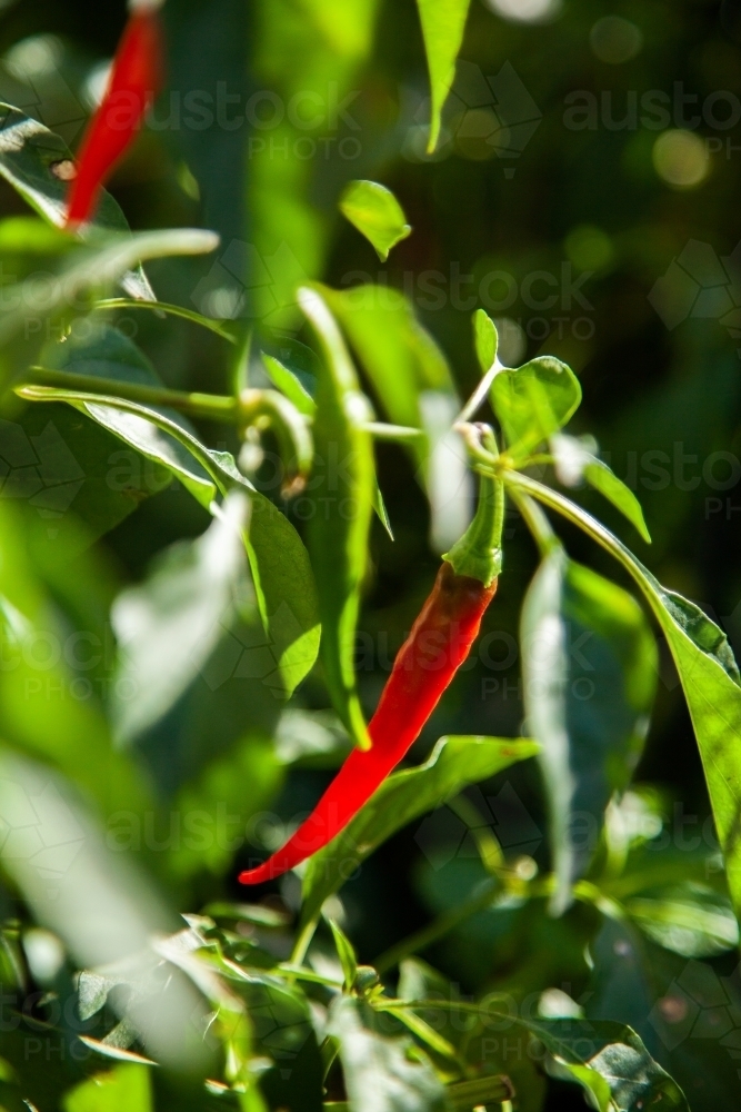 Red chili growing on a plant - Australian Stock Image