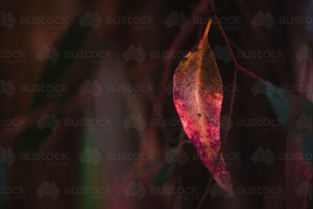 Red eucalyptus leaf macro close-up - Australian Stock Image