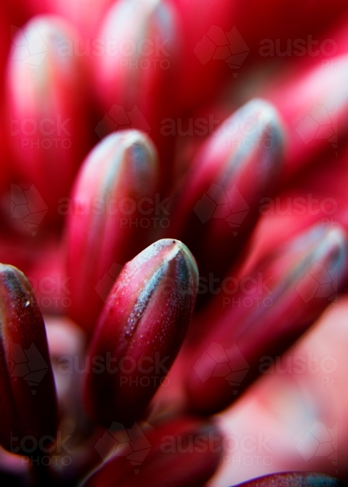 Red Flowering Plant Close Up - Macro - Australian Stock Image