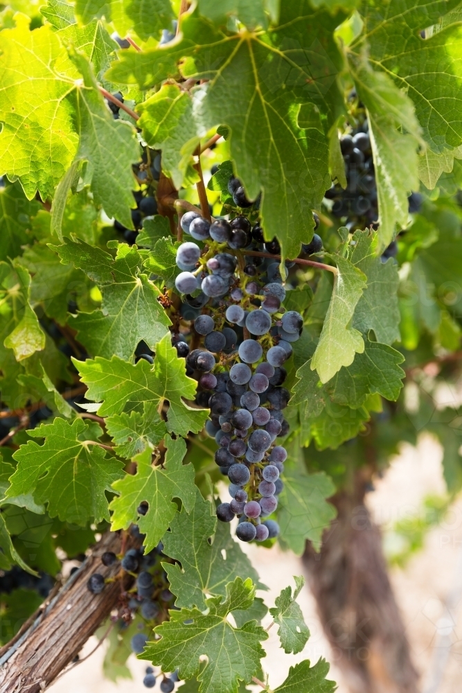 Red grapes on vine at vintage time - Australian Stock Image