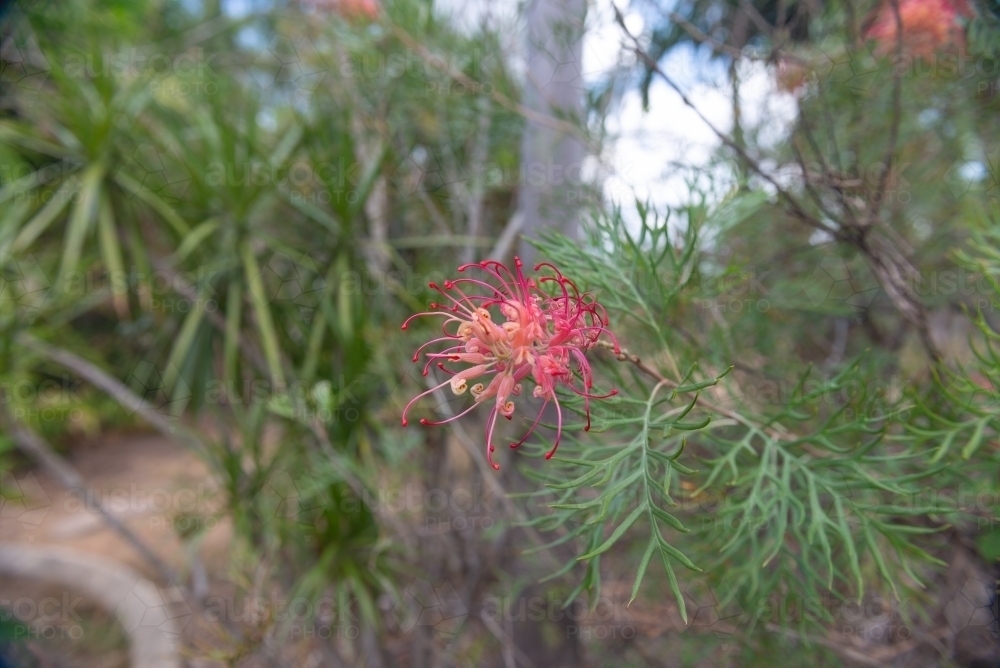 Red Grevillea - Australian Stock Image