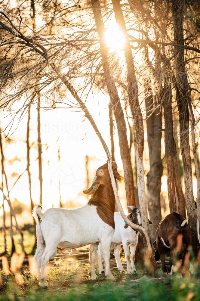 Red headed buck reaching up a tree in the sunshine - Australian Stock Image