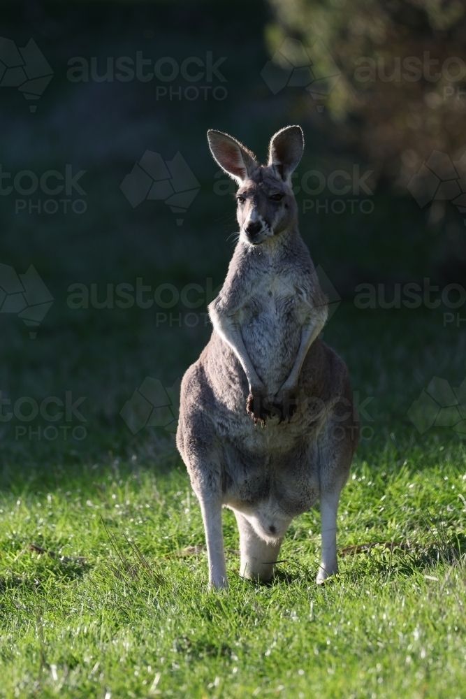 Red Kangaroo - Australian Stock Image