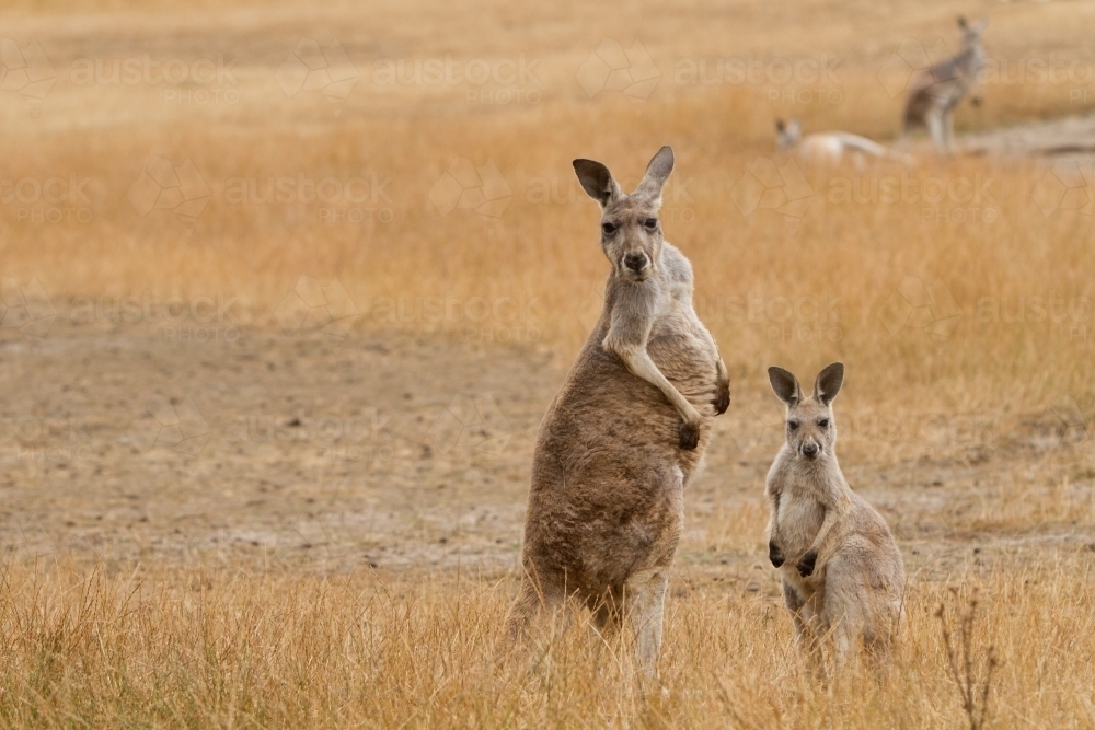 Red Kangaroos - Australian Stock Image