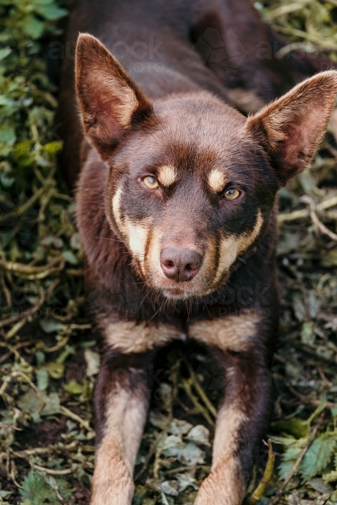 Red sales kelpie dog