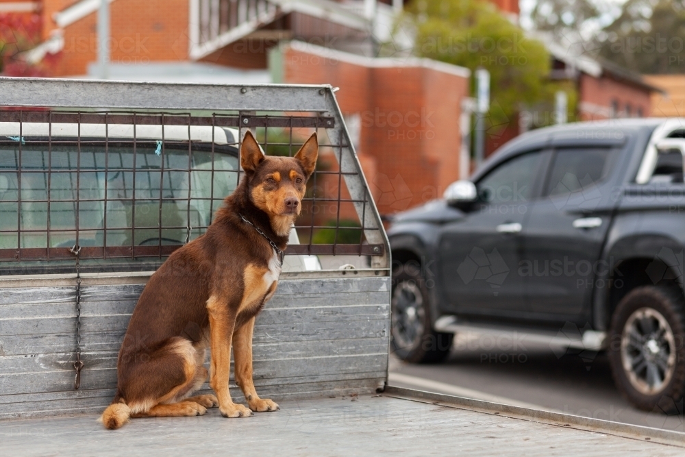 Red kelpie dog sitting on ute tray in country town - Australian Stock Image