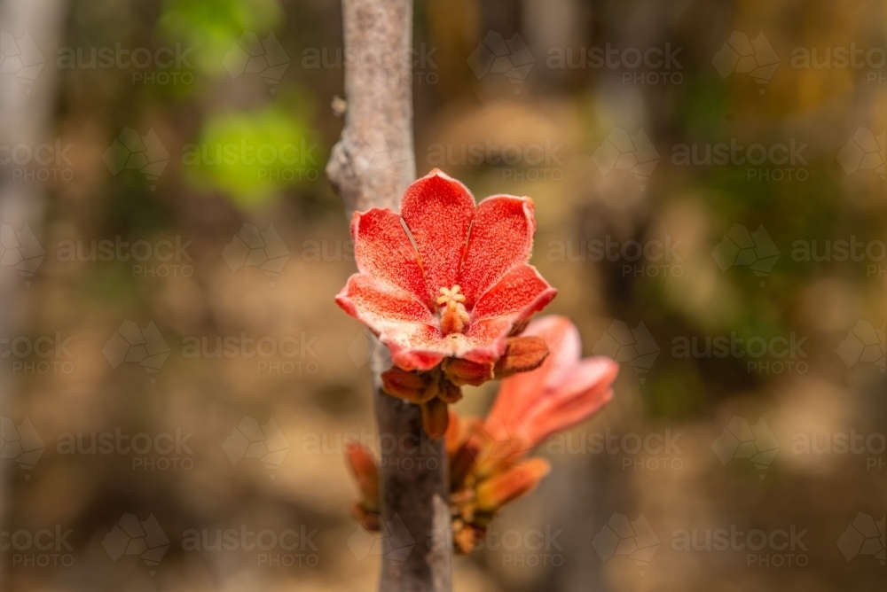 Red Kurrajong flower - Australian Stock Image