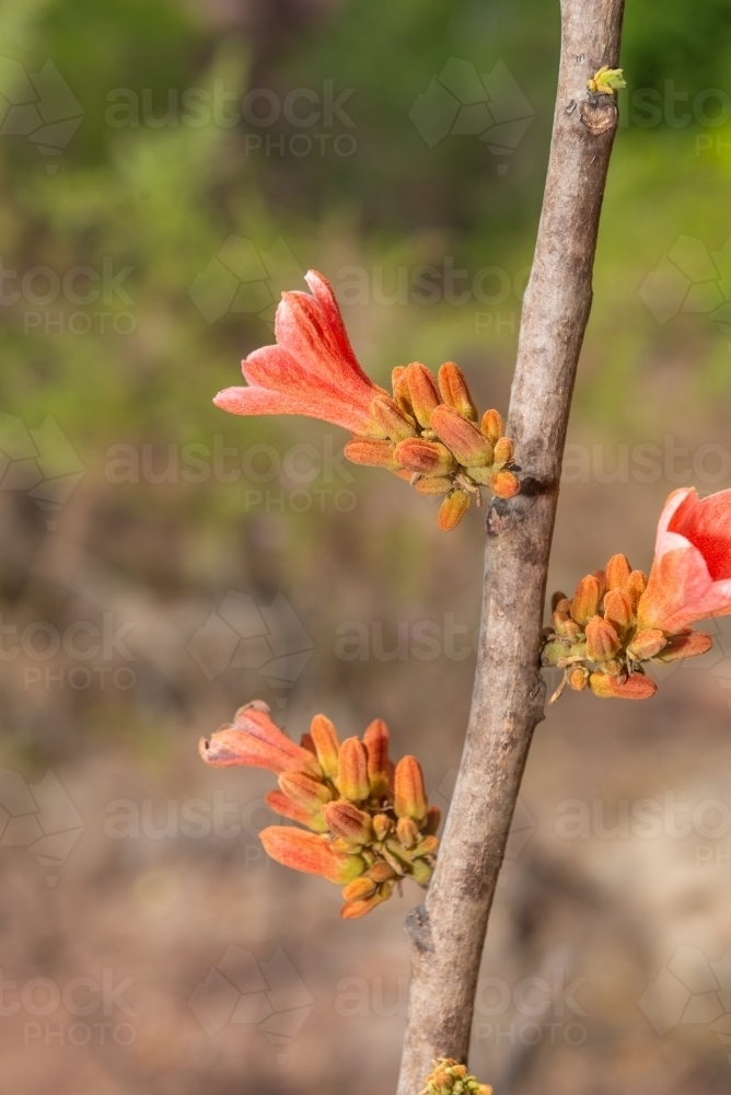 Red Kurrajong flower - Australian Stock Image