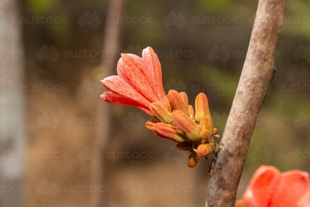 Red Kurrajong flower - Australian Stock Image