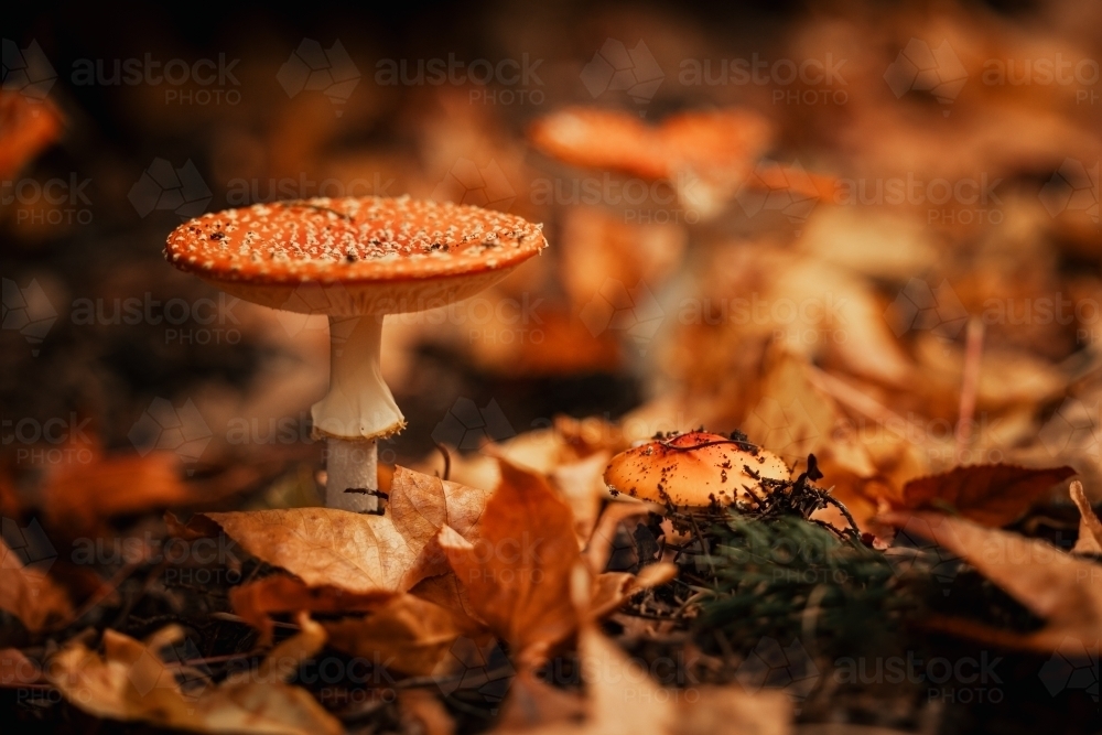 red mushrooms growing wild among autumn leaves in the Blue Mountains - Australian Stock Image