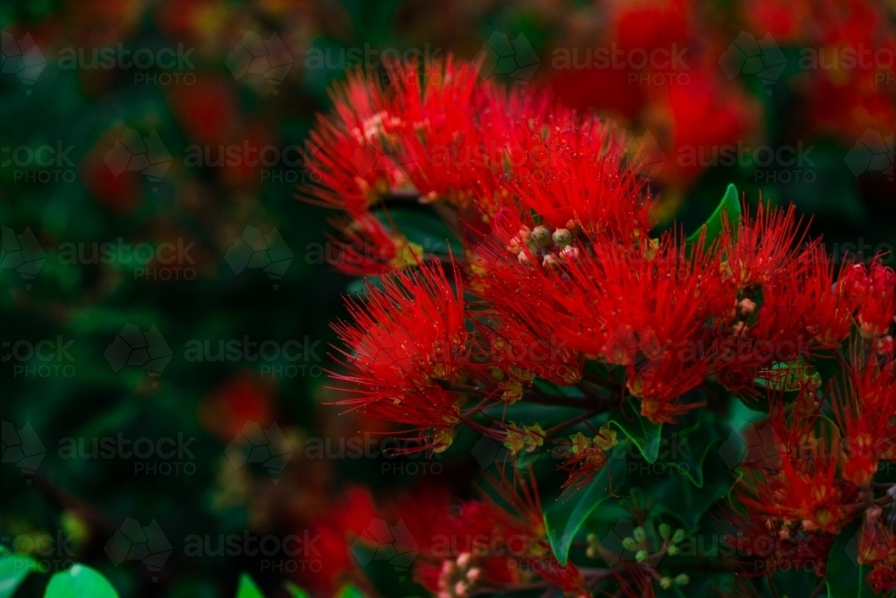 red penda - Australian Stock Image