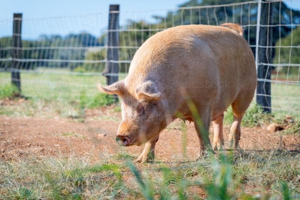 Red pig in large pen - Australian Stock Image