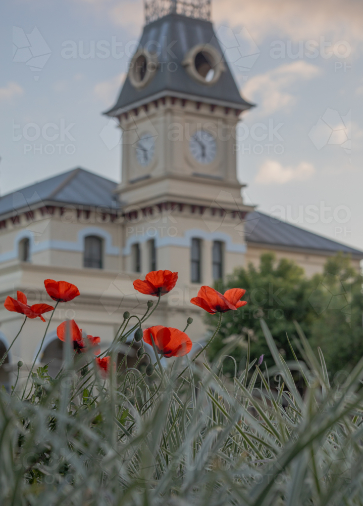 Red poppies in front of an old post office building with a clock tower - Australian Stock Image